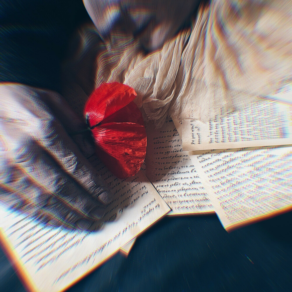 Kafka and red carnation out of focus